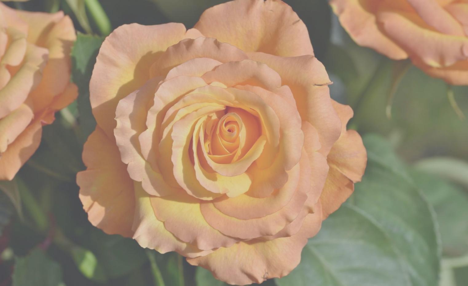 Detaylı süreç takibiyle hazırlanan etkinlik alanı